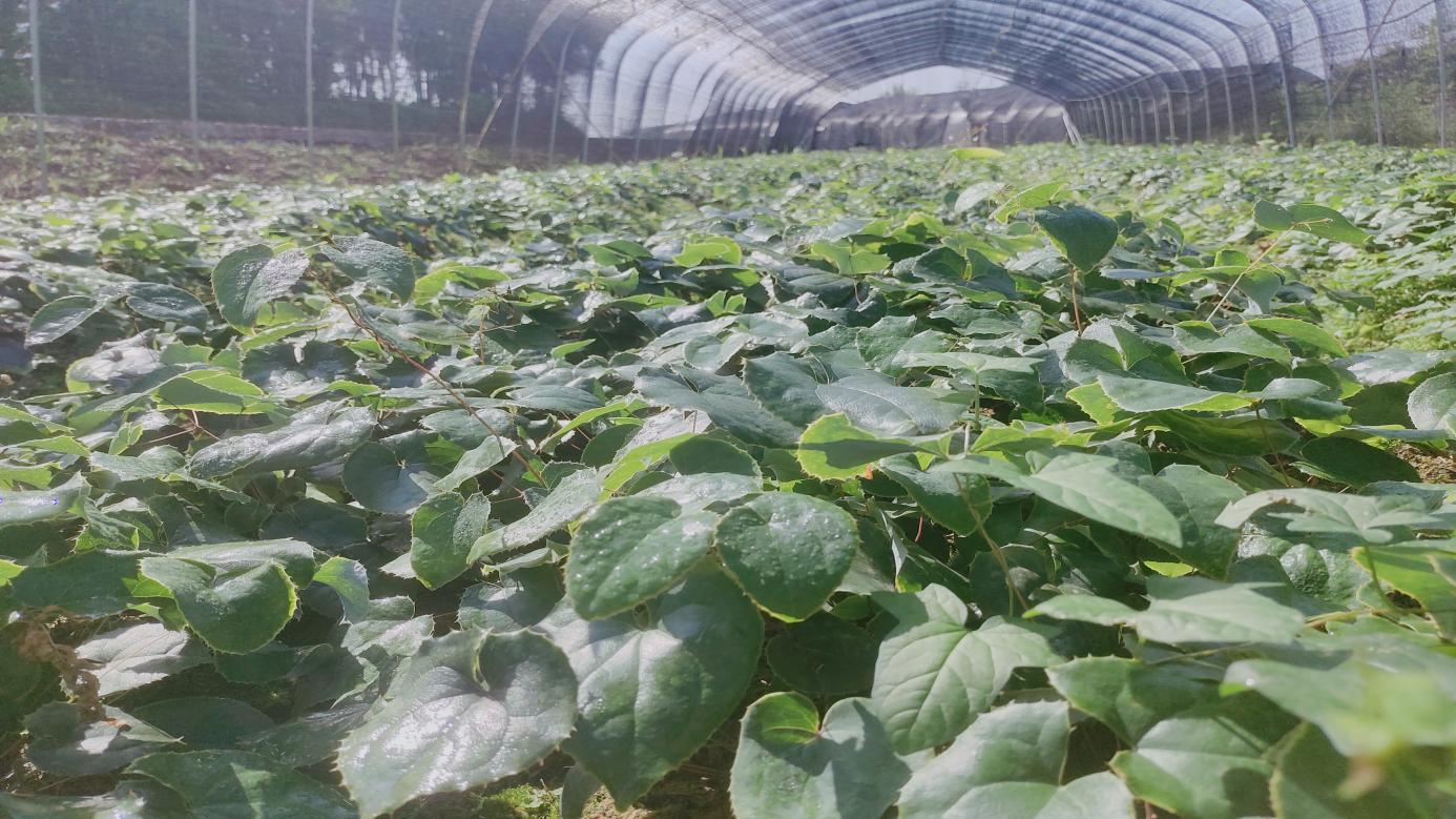 툰코 집주인 Liangshan Ecological Resources Asset Management Co., Ltd. Epimedium 묘목 재배 기반의 건설을 완료했습니다
